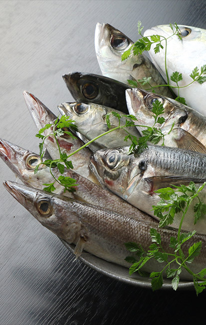 魚素材